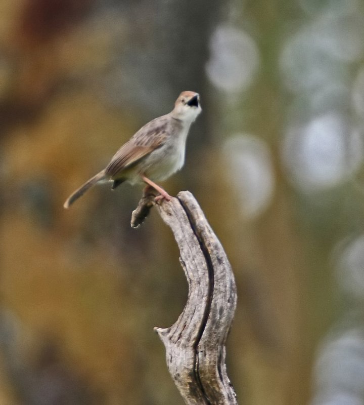 Singing Cisticola