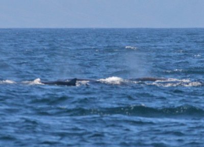 Baird's Beaked Whale