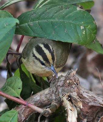 Worm-eating Warbler