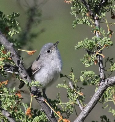 Black-tailed Gnatcatcher