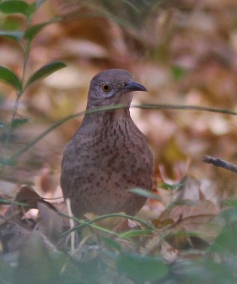 Bendire's Thrasher