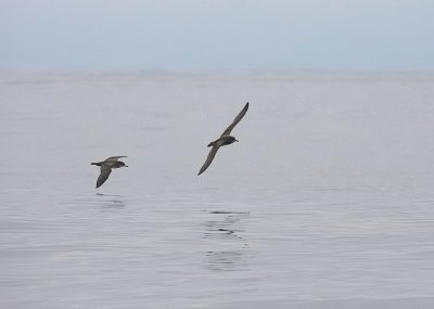 Pink-footed Shearwater