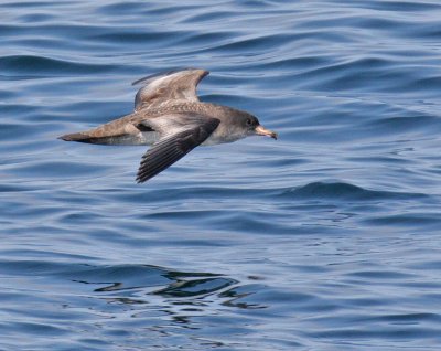 Pink-footed Shearwater