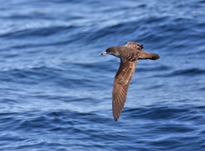 Pink-footed Shearwater