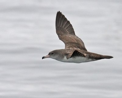 Pink-footed Shearwater