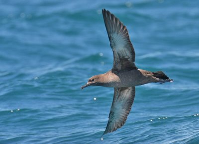 Sooty Shearwater