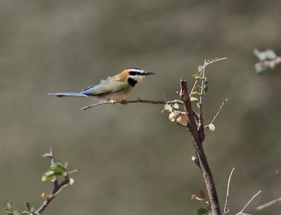 White-throated Bee-eater