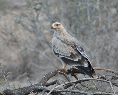 Tawny Eagle