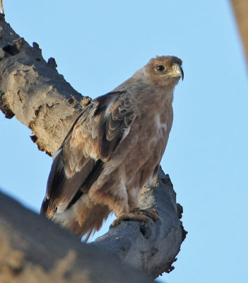 Tawny Eagle