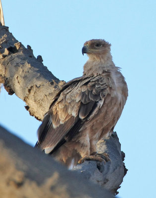 Tawny Eagle