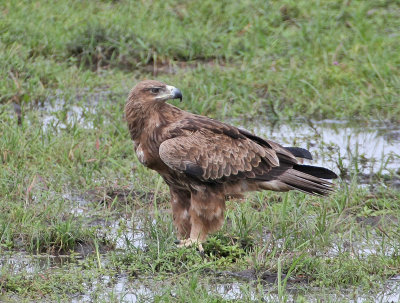 Tawny Eagle