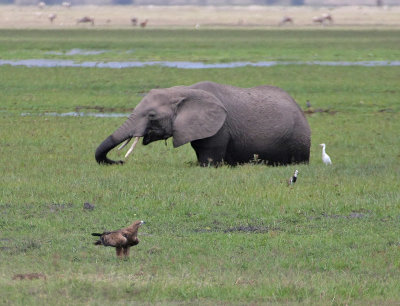 African Bush Elephant and Tawny Eagle