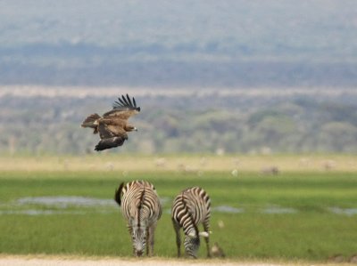 Tawny Eagle