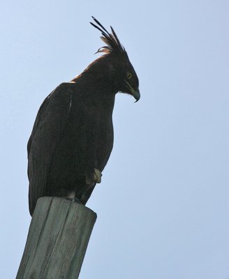 Long-crested Eagle