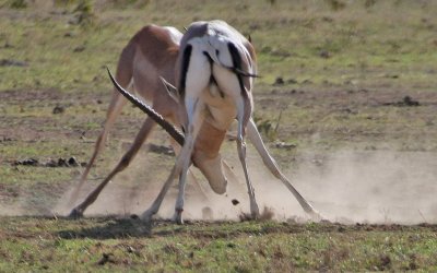 Grant's Gazelle