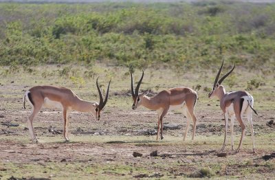 Grant's Gazelle