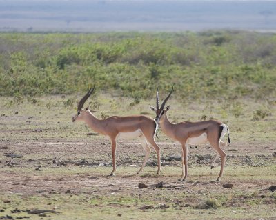 Grant's Gazelle