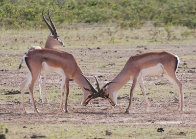 Grant's Gazelle