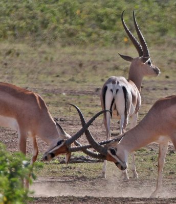 Grant's Gazelle