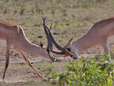 Grant's Gazelle