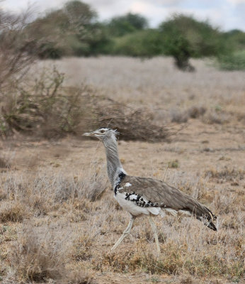 Kori Bustard