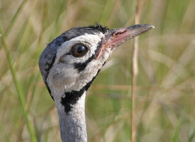 White-bellied Bustard