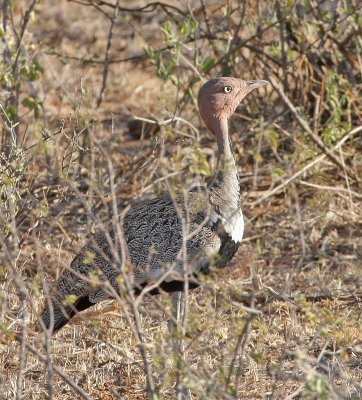 Buff-crested Bustard