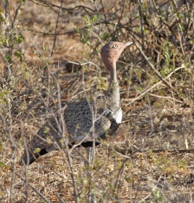 Buff-crested Bustard