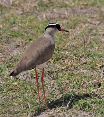 Crowned Lapwing