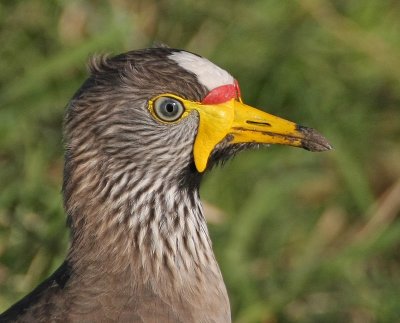 Wattled Lapwing