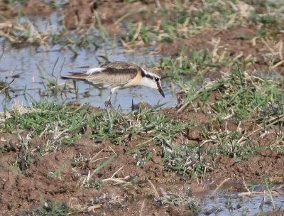 Kittlitz's Plover