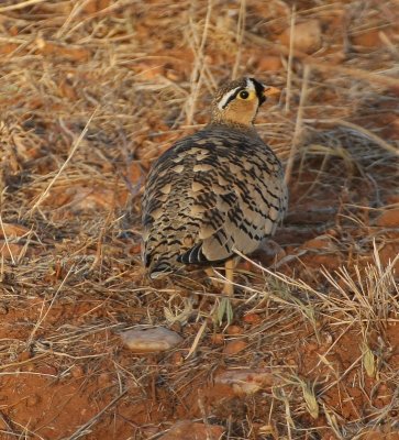 Black-faced Sandgrouse