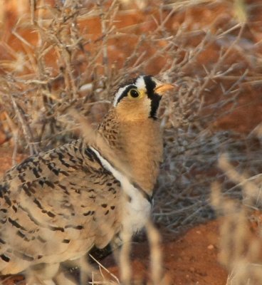 Black-faced Sandgrouse