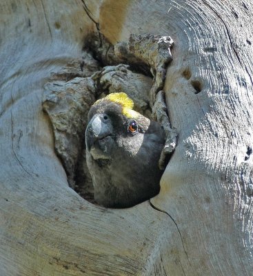 Meyer's Parrot