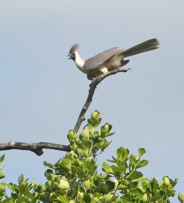 Bare-faced Go-away-bird