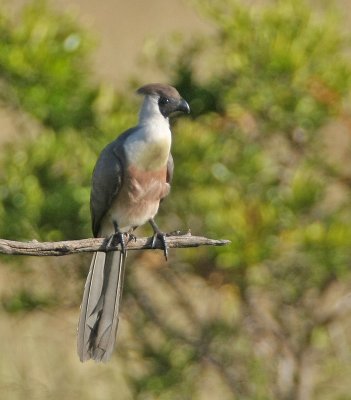 Bare-faced Go-away-bird