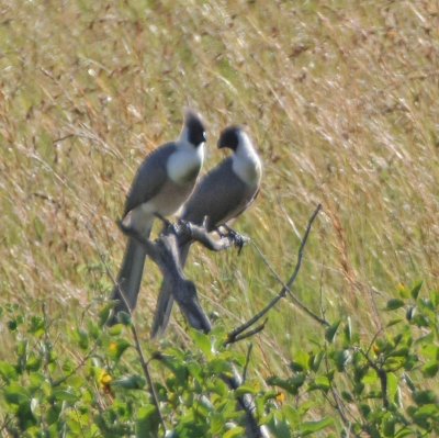 Bare-faced Go-away-bird