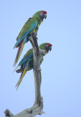 Military Macaw