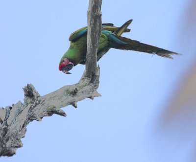 Military Macaw