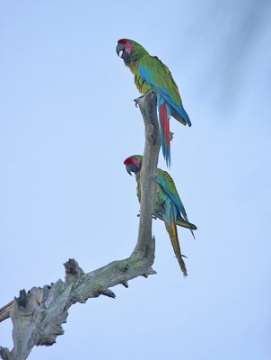 Military Macaw