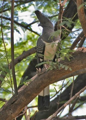 White-bellied Go-away-bird