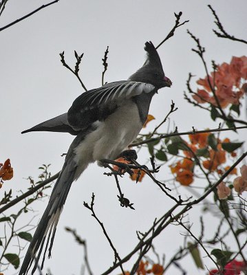 White-bellied Go-away-bird