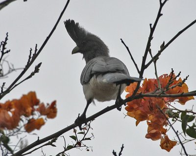 White-bellied Go-away-bird