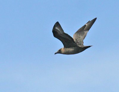 South Polar Skua