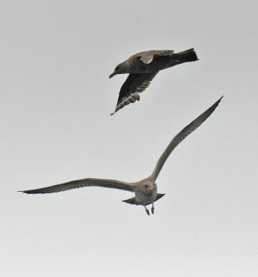 South Polar Skua