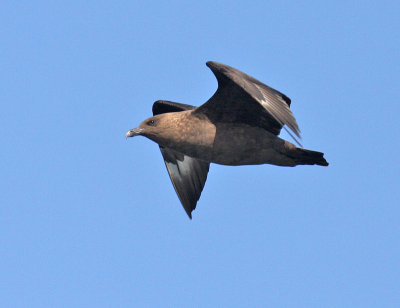 South Polar Skua