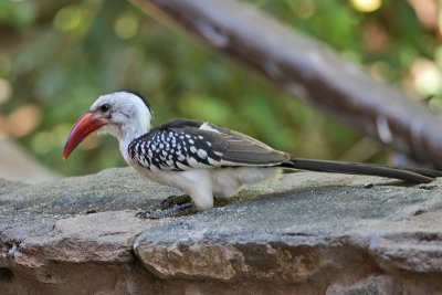 Northern Red-billed Hornbill