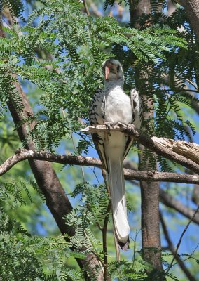 Northern Red-billed Hornbill