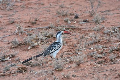 Northern Red-billed Hornbill