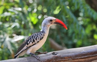 Northern Red-billed Hornbill